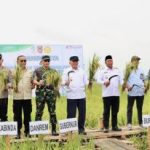 Gubernur Kalsel Panen Raya di Batola, Produksi Padi Kalsel Tertinggi di Kalimantan