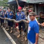 Satpol PP dan Damkar Kalsel Imbau Warga Waspada Bahaya Ular di Musim Hujan