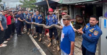 Satpol PP dan Damkar Kalsel Imbau Warga Waspada Bahaya Ular di Musim Hujan